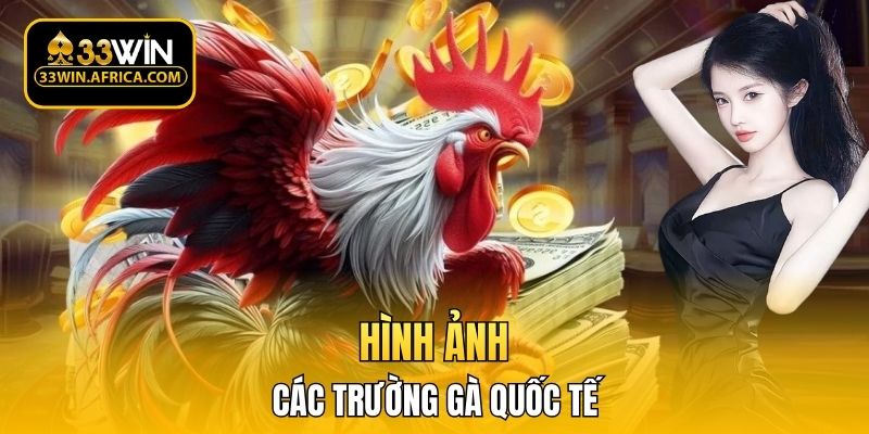 Hình ảnh các trường gà quốc tế